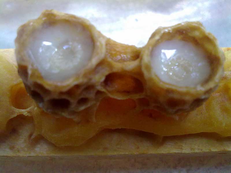 Matična mliječ u matičnjacima