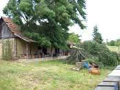 Nevolje na pčelinjaku