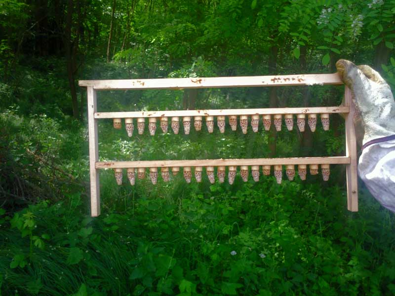 Okvir s matičnjacima